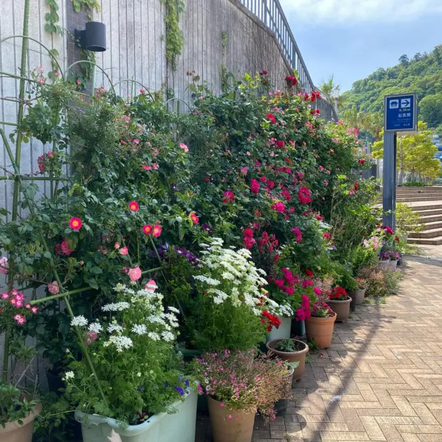 親水公園付近のお花たちは、いつも可愛らしくて素敵です✨
心を込めてお手入れをしてくださっている皆様のおかげなのだと思います💗
通る度に癒されます😊＜ラスカ店高橋＞
#熱海 #お花 #熱海親水公園 #ロイヤルリゾート #熱海の不動産