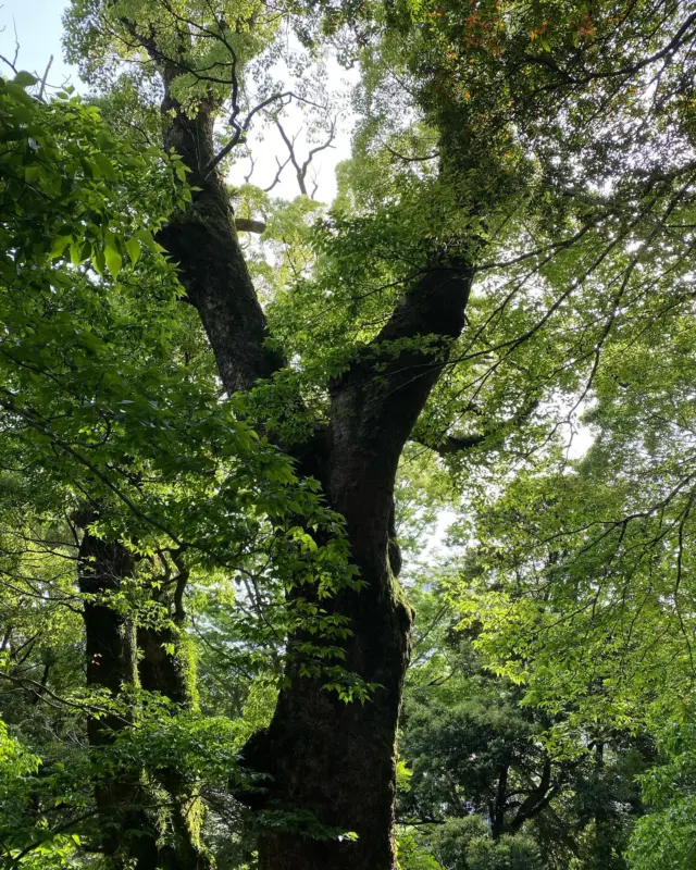 先日、久々に来宮神社を訪れました。
多くの方で賑わっていましたよ！

写真は、樹齢2000年を超えていると言われている大楠です。
フォトスポットから撮影しました😊
見ているだけで、パワーを頂けますよ✨

皆さまも、お参りに訪れてみてはいかがでしょうか♪＜ラスカ店高橋＞
#熱海 #熱海観光 #来宮神社 #大楠 #ロイヤルリゾート #熱海の不動産